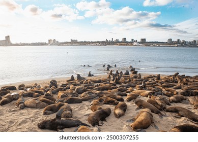 探索7m体育app:为您提供全面的体育赛事直播体验 探索7m体育app:为您提供全面的体育赛事直播体验