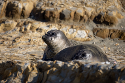 探索ca88vip官方网站:畅享全新在线娱乐体验 探索ca88vip官方网站:畅享全新在线娱乐体验