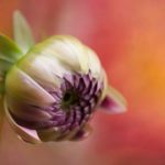 探索365足球网站:实时比分与精彩赛事一网打尽 sq74z