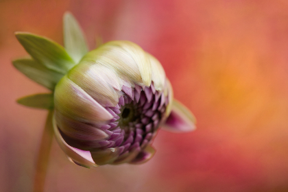 探索365足球网站:实时比分与精彩赛事一网打尽 探索365足球网站:实时比分与精彩赛事一网打尽